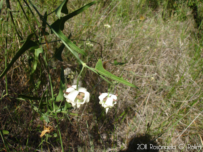 Araujia angustifolia