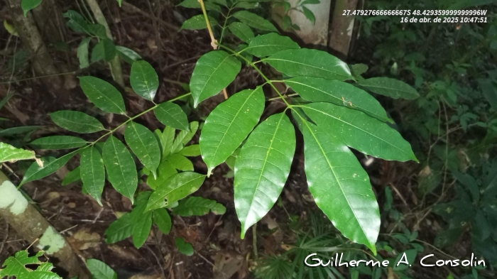 Protium kleinii