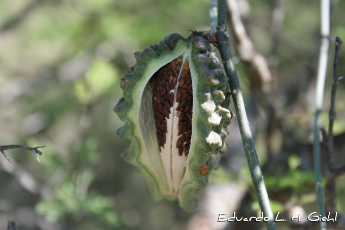 Araujia angustifolia
