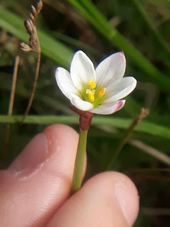 Zephyranthes minima