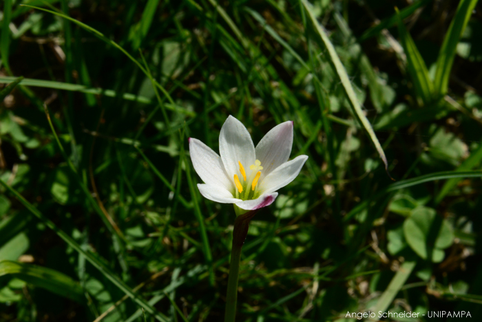 Zephyranthes minima