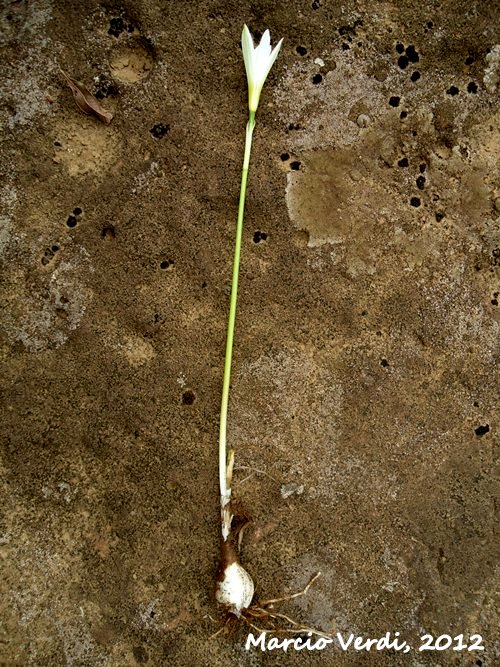 Zephyranthes mesochloa