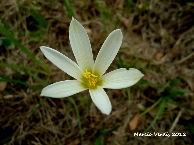 Zephyranthes mesochloa