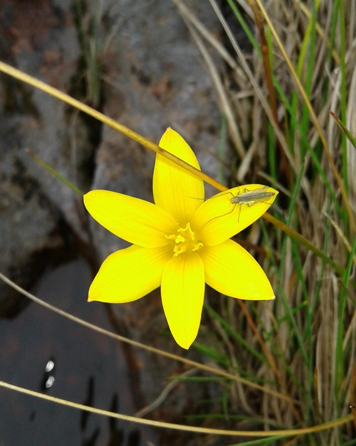 Zephyranthes flavissima