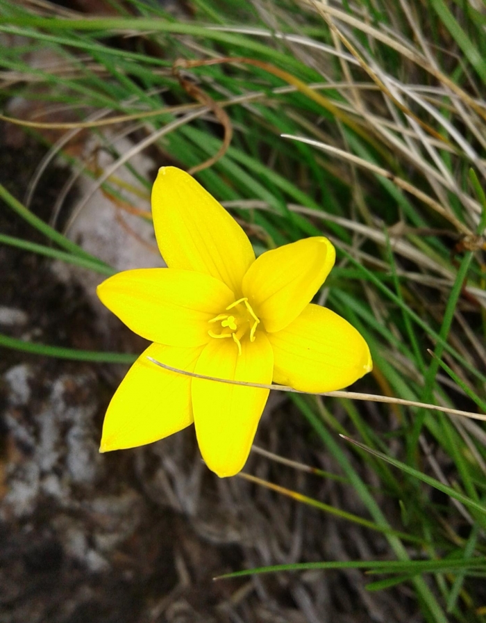 Zephyranthes flavissima