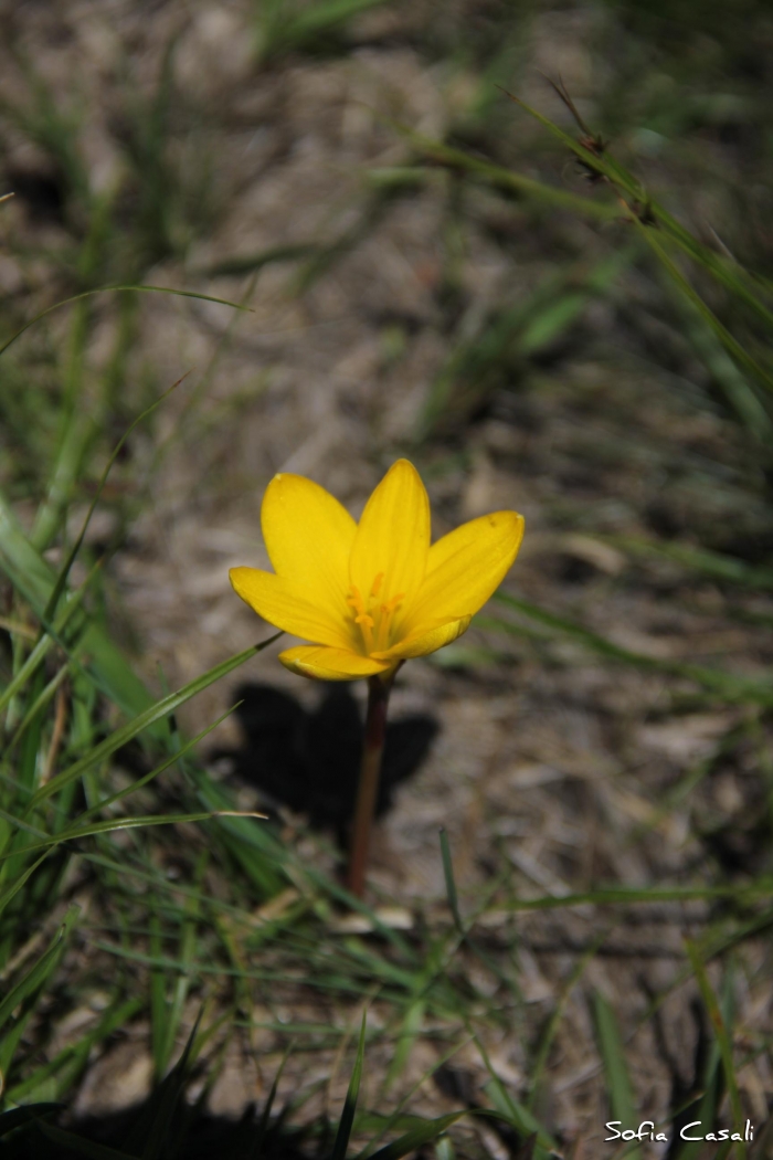 Zephyranthes flavissima