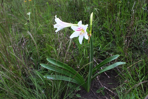 Hippeastrum vittatum