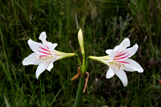 Hippeastrum vittatum