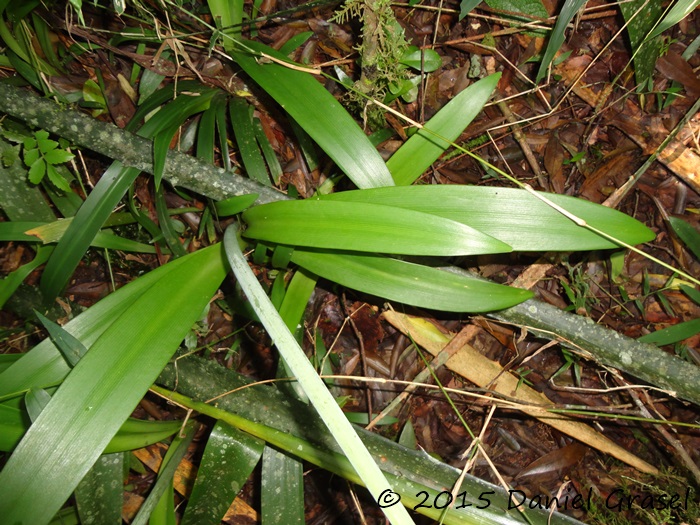 Hippeastrum striatum