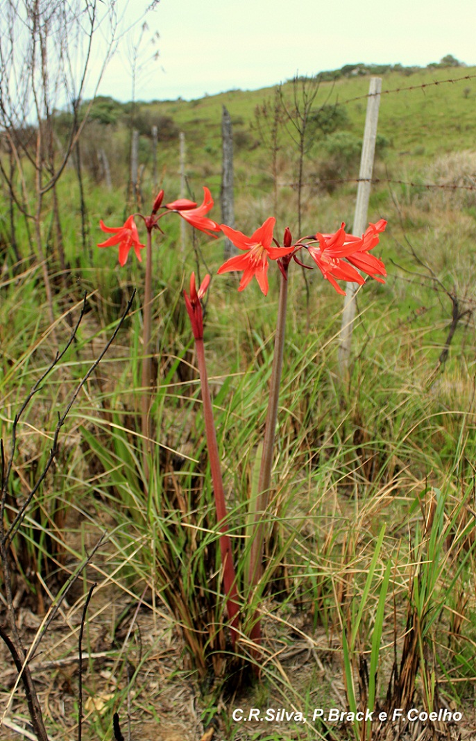 Hippeastrum santacatarina