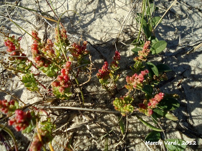 Chenopodium ambrosioides