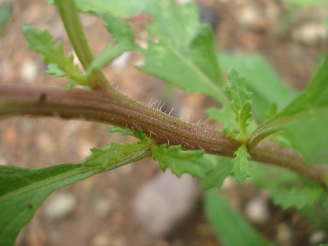 Chenopodium ambrosioides