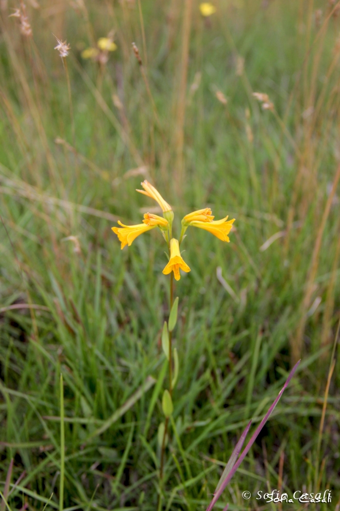 Alstroemeria sellowiana