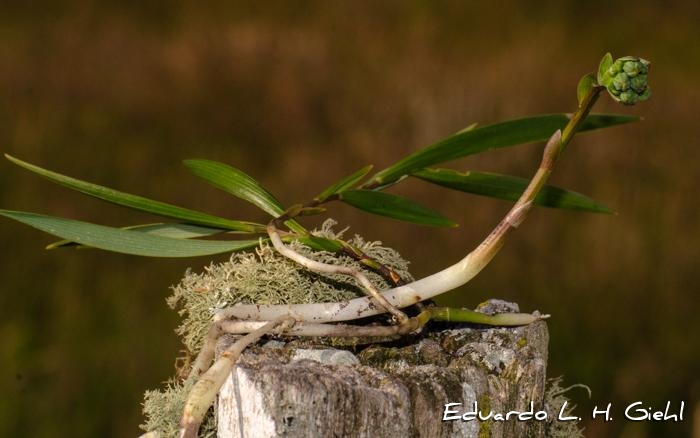 Alstroemeria sellowiana