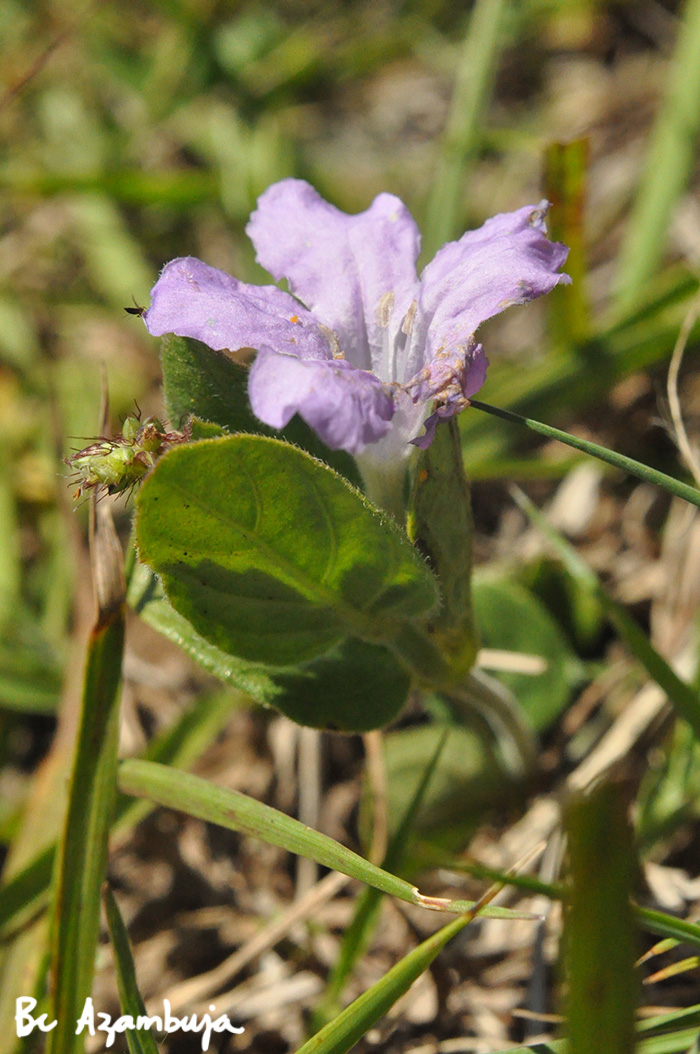 Ruellia hypericoides