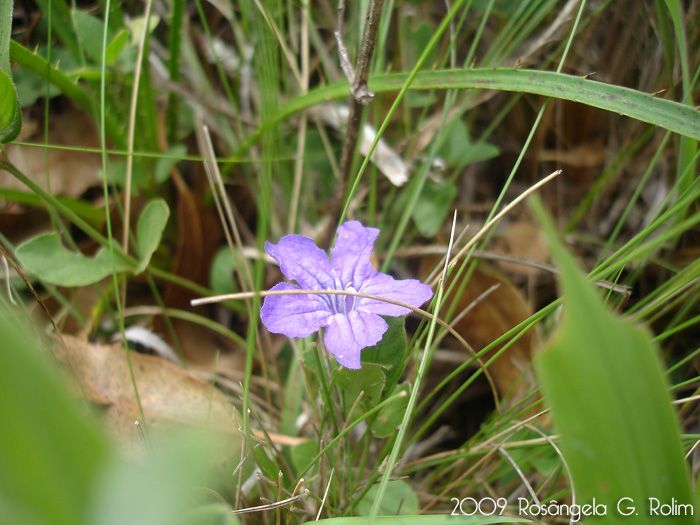 Ruellia hypericoides