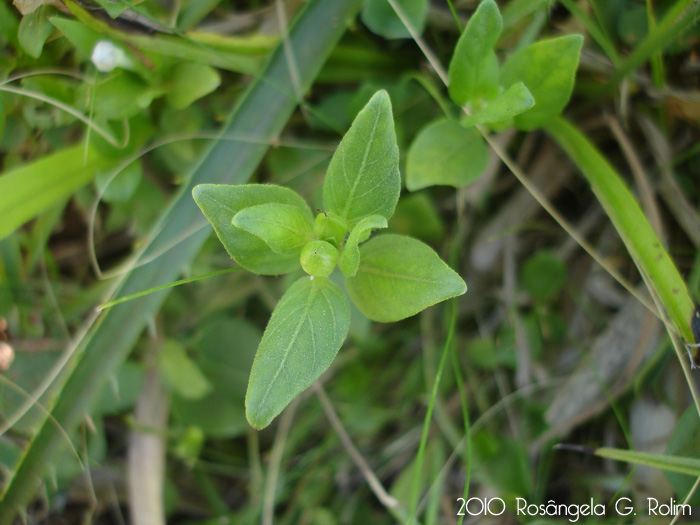 Ruellia hypericoides