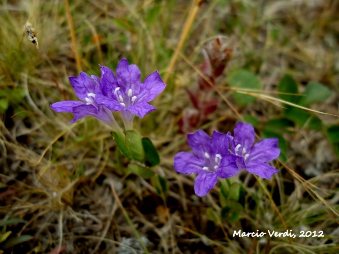 Ruellia hypericoides