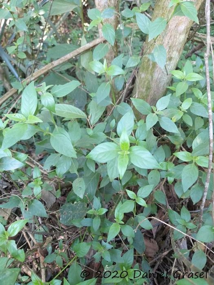 Ruellia multifolia