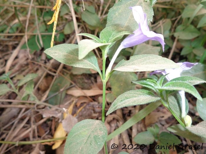 Ruellia multifolia