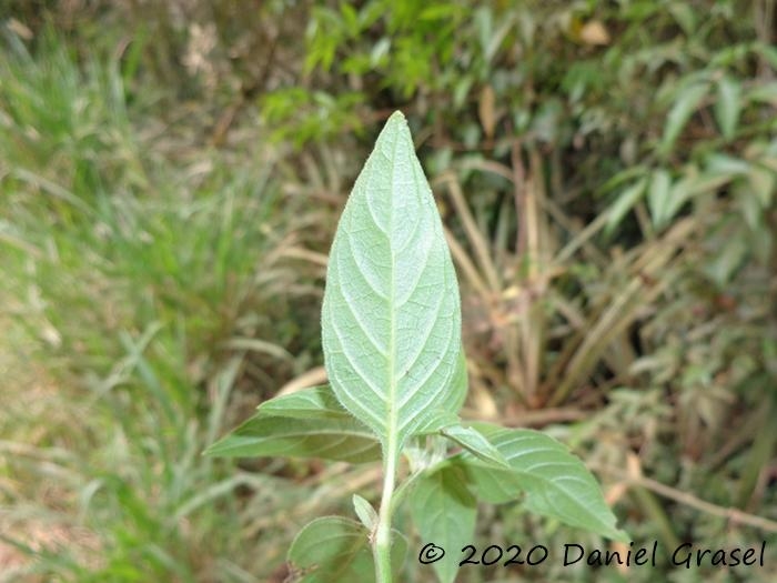 Ruellia multifolia