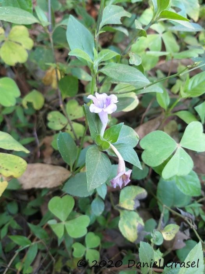 Ruellia multifolia