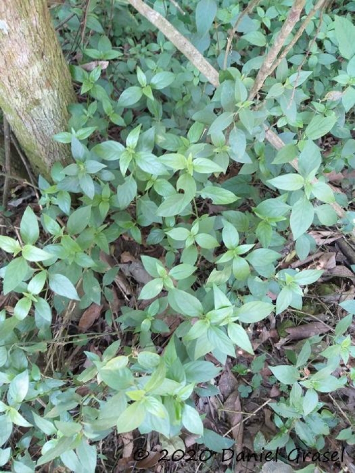Ruellia multifolia