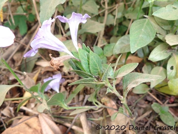 Ruellia multifolia