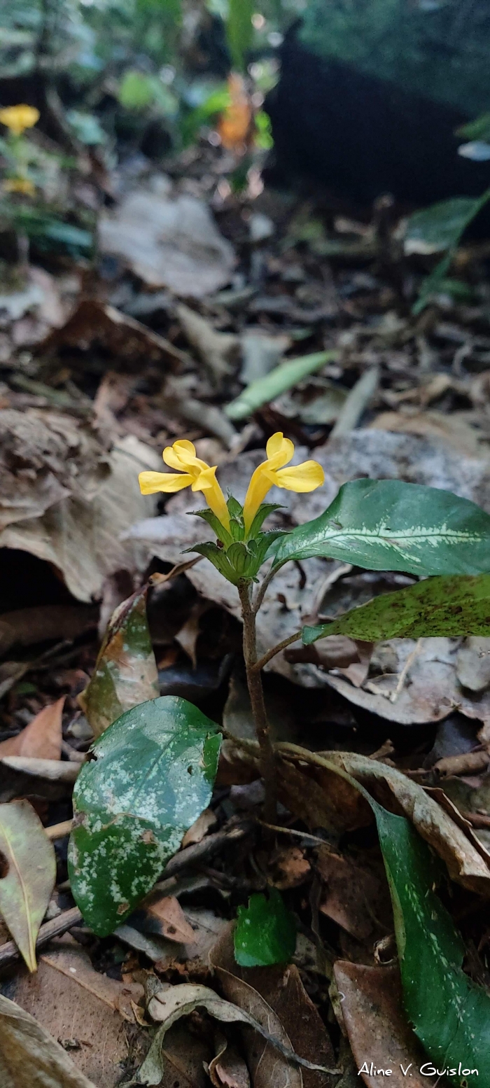 Stenandrium tenellum