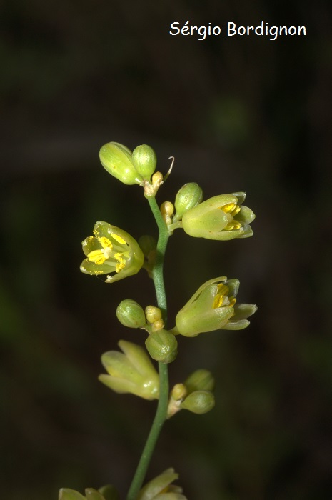 Clara stricta