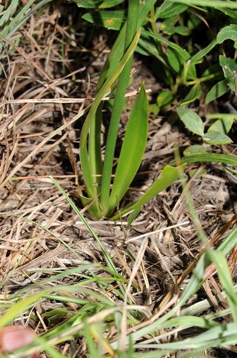 Clara stricta