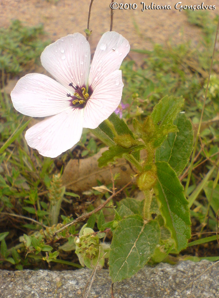 Piriqueta suborbicularis