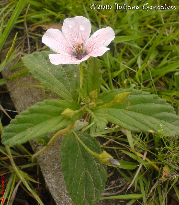 Piriqueta suborbicularis