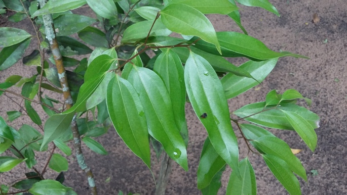 Cinnamomum verum