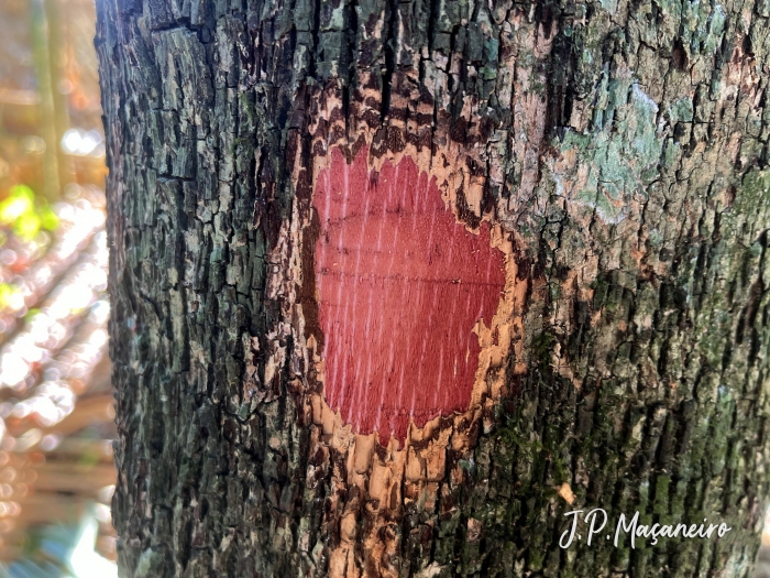 Erythroxylum deciduum