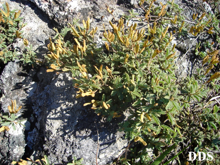 Mimosa rocae