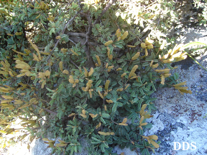 Mimosa rocae