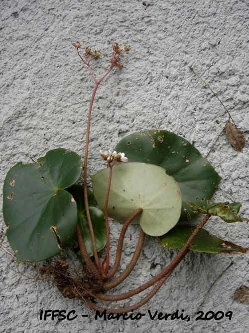 Begonia squamipes