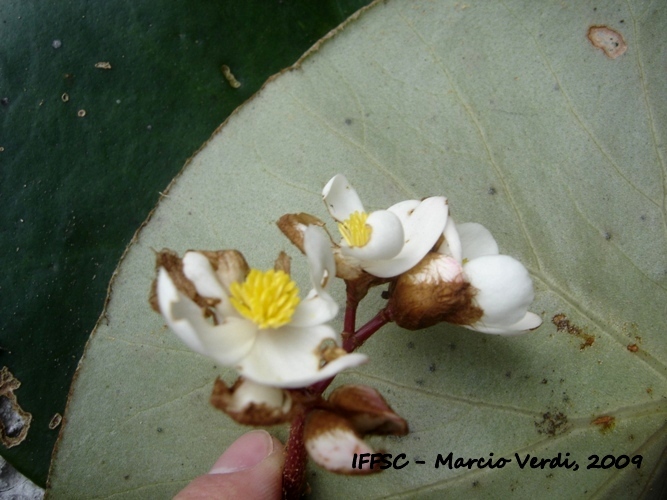Begonia squamipes