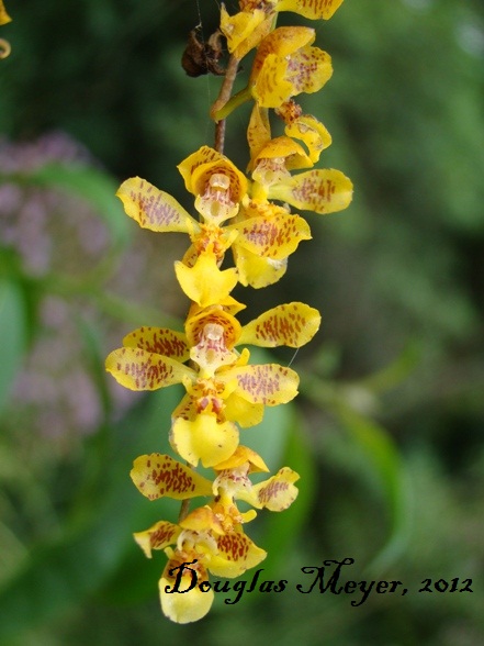 Gomesa cornigera
