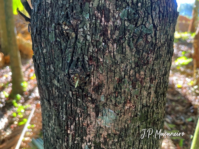 Erythroxylum deciduum