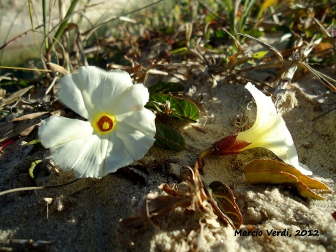 Ipomoea imperati