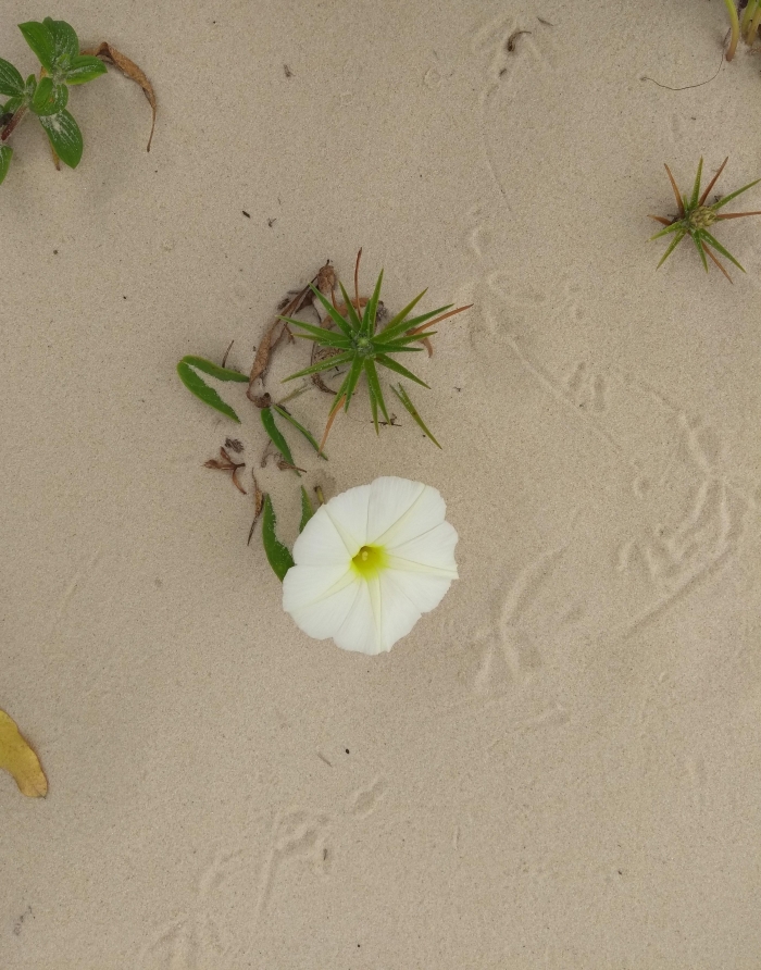 Ipomoea imperati