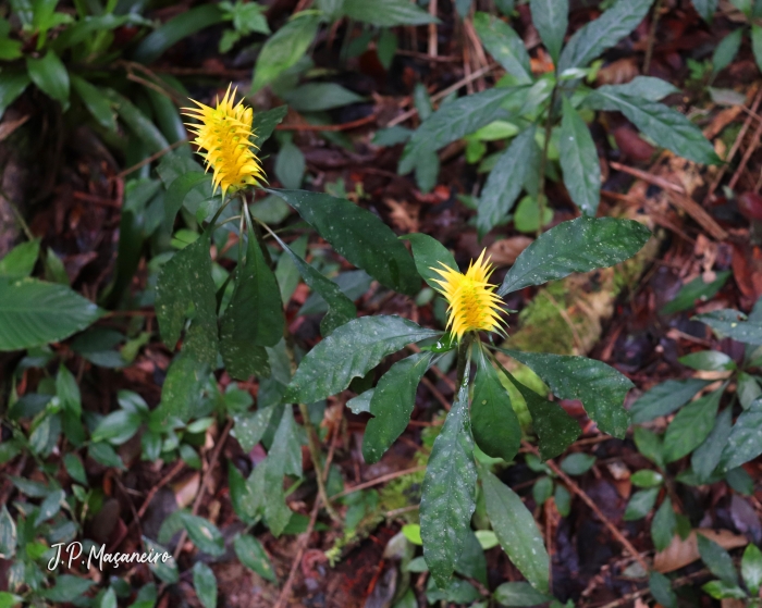 Aphelandra chamissoniana