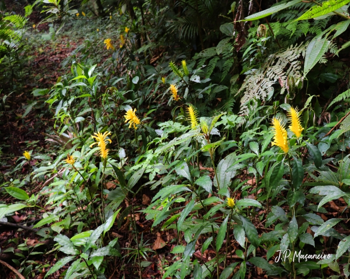 Aphelandra chamissoniana