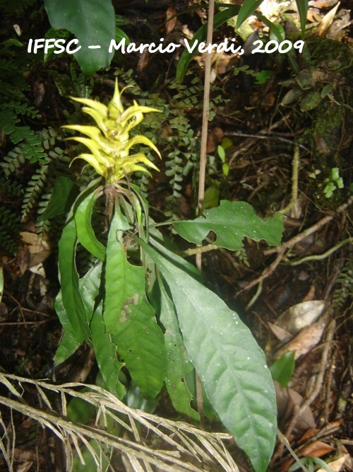 Aphelandra chamissoniana