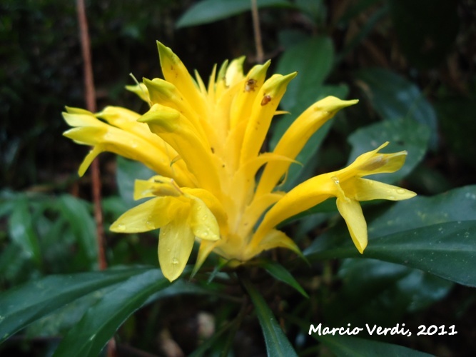 Aphelandra chamissoniana