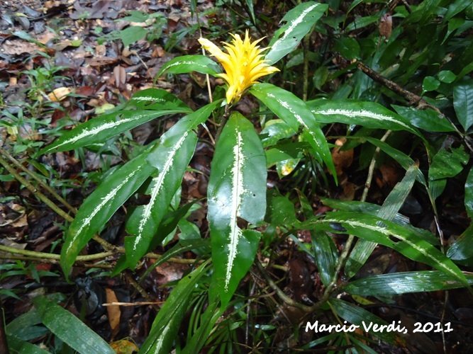 Aphelandra chamissoniana