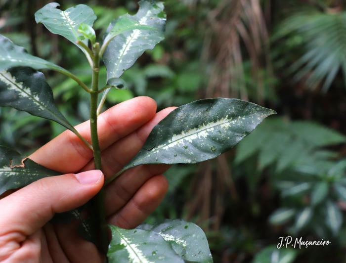 Aphelandra chamissoniana