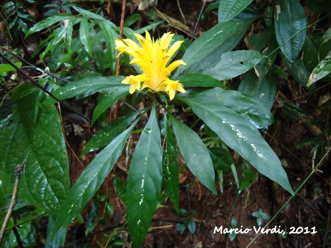 Aphelandra chamissoniana